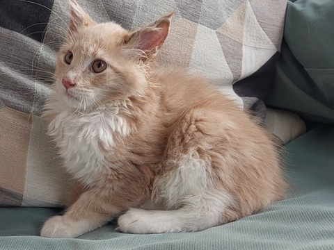 chaton femelle Maine Coon LOOF 950 83000 Toulon