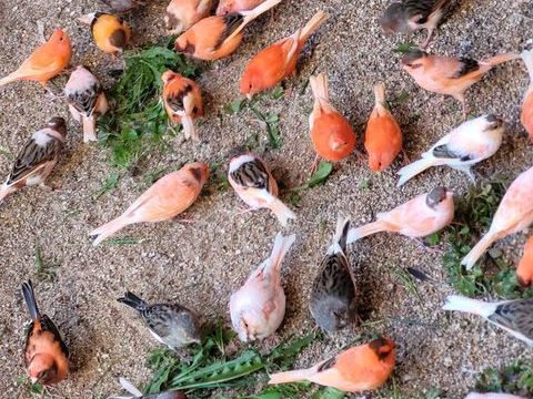 Canaris 30 17250 Saint-sulpice-d'arnoult