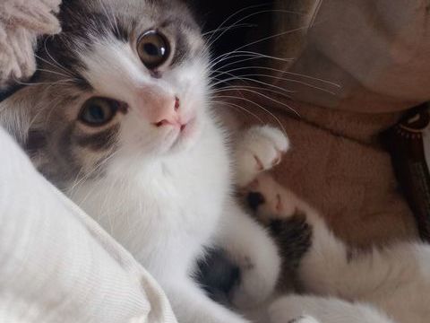 Donne 2 chatons m&acirc;les n&eacute;s le lundi de P&acirc;ques sur Vieux-Cond&eacute; 0 59690 Vieux-condé