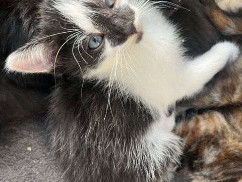Chatons &agrave;    l'adoption 0 49290 Chalonnes-sur-loire