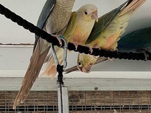 Conure pyrrhura molinae 100 35540 Plerguer