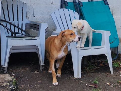 A&eacute;la, femelle crois&eacute;e berger, n&eacute;e le 15/06/2025 🐶 380 61000 Alen�on