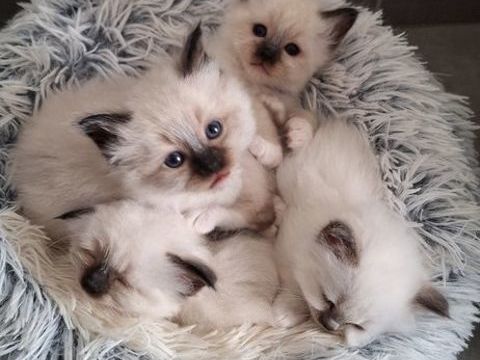 Sacr&eacute;s de birmanie - ch&acirc;tons 1000 56500 Locmin�