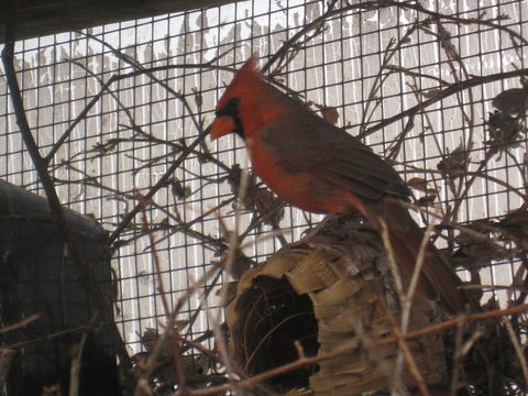 Cardinal rouge 200 85360 La tranche-sur-mer