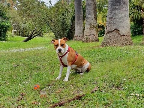 Donne chienne American Staffordshire pure race 0 06400 Cannes