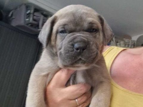 Cane corso a reserver 800 62300 Lens