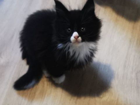 Maine coon 900 11000 Carcassonne