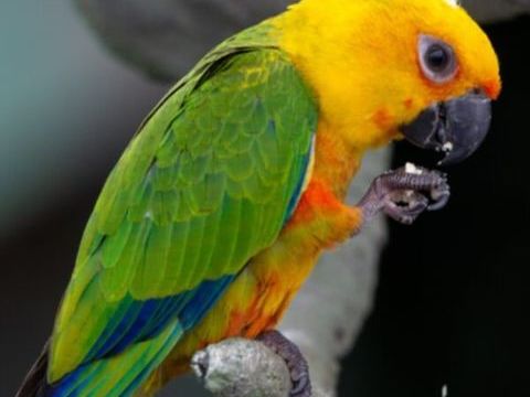 Conure jandaya 200 47200 Marmande