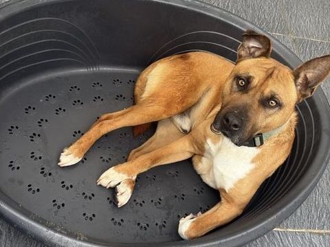 &Agrave; DONNER ? MALINOIS TA&Iuml;KO ? 4 ANS ? DON S&Eacute;RIEUX UNIQUEMENT 0 13821 La penne-sur-huveaune