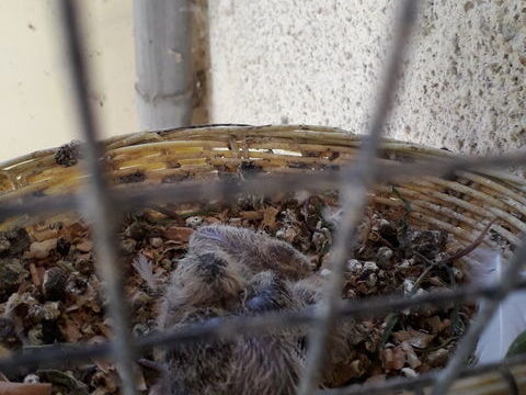 2 Bébés tourterelles 10 51130 Vertus