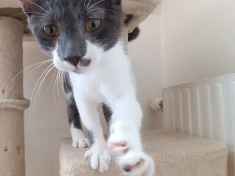 Chatons sauvetage 0 89500 Villeneuve-sur-yonne