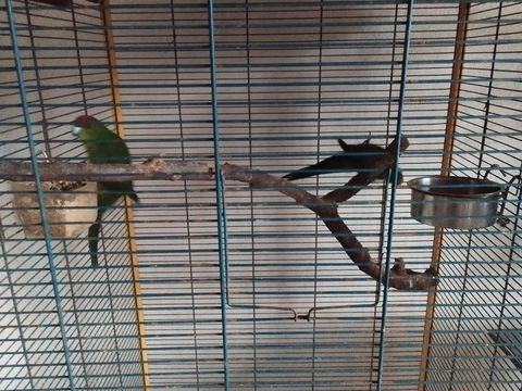 Perruches 140 47200 Fourques-sur-garonne