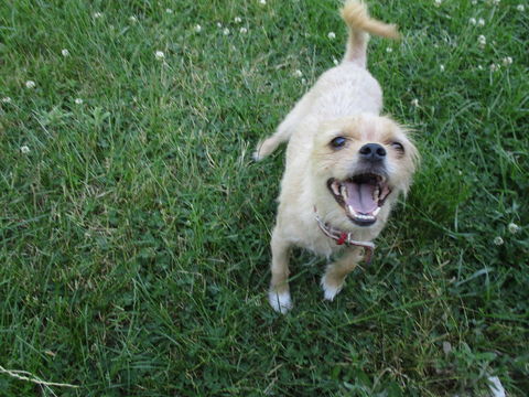 Simba attend sa famille 250 51210 Boissy-le-repos