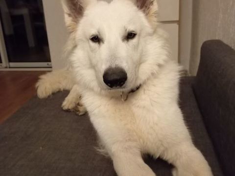 Cherche nouvelle famille pour mon berger blanc suisse 300 42300 Roanne