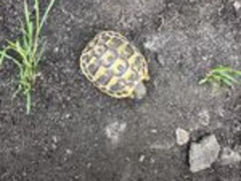   Tortue Herman 1 an et 2 deux et demi 