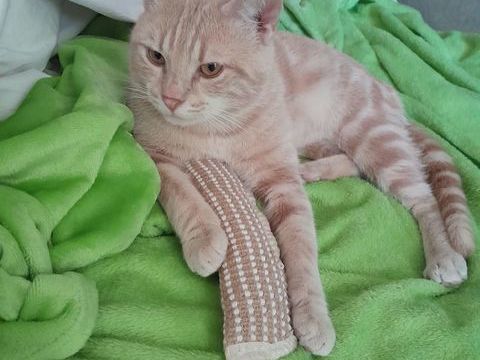 Didier,5 ans, recherche un bon foyer 195 92600 Asni�res-sur-seine