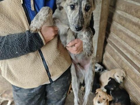 Fiftoo &agrave; l'adoption 320 69001 Lyon