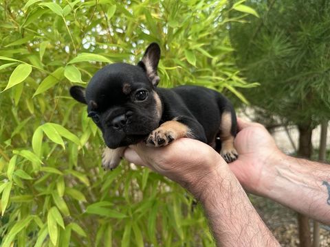 BOULEDOGUE FRAN&Ccedil;AIS  M&Acirc;LE 1800 67240 Kaltenhouse