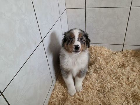 Berger australien  750 77750 Saint-cyr-sur-morin