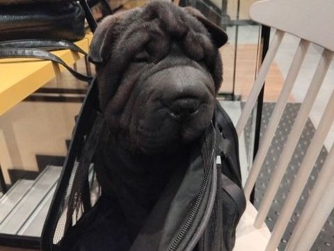 Chiot femelle Shar Pei NON LOF disponible 700 31210 Ausson