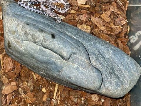 Pantherophis scaleless 50 77170 Brie-comte-robert