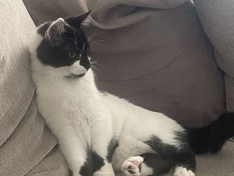 Chat m&acirc;le 0 77720 Quiers