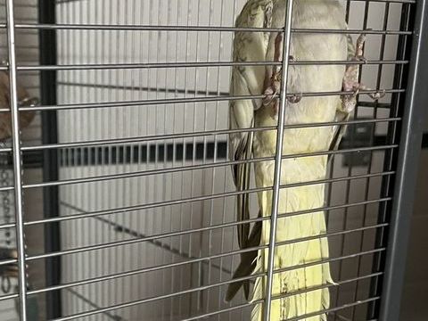 Calopsite 70 17200 Royan