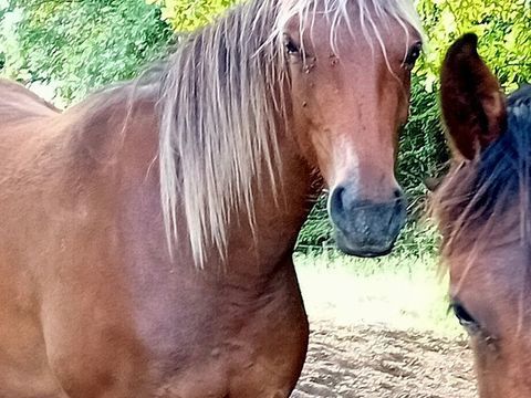 JOLIE POULICHE 3 ans OC 4000 54450 Blâmont