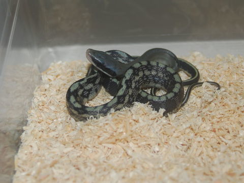 Elaphe taeniura callicyanous 90 29300 Guilligomarc'h