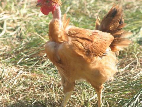 Poule cou nu 17 03470 Montay-sur-loire