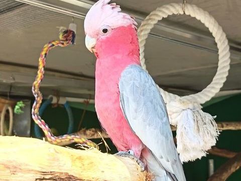 Cacato&egrave;s rosalbin 1200 49300 Cholet