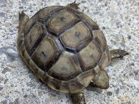 Tortue 50 07380 Meyras