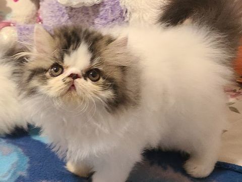 MAGNIFIQUES CHATONS PERSANS LOOF 900 06400 Cannes