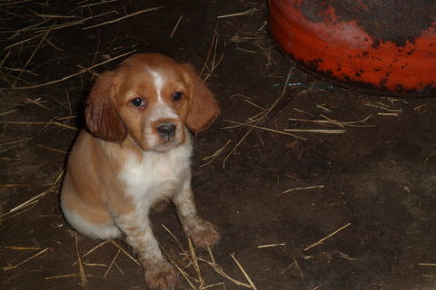 Chiots Epagneul Breton Parents LOF 600 24110 Grignols