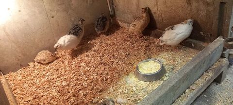 6 cailles 20 71360 �pinac