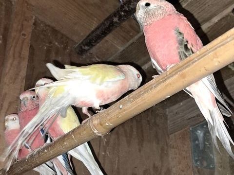 Oiseaux  de cage et de voliere 40 40110 Morcenx