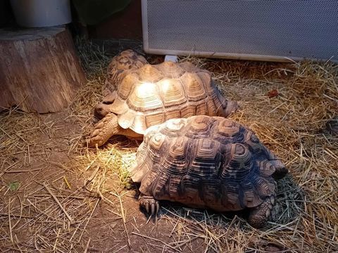 sulcata adulte et pardalis adulte 1000 68140 Munster