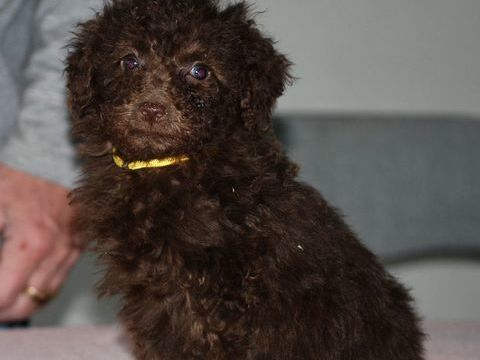 Superbes petits caniches de couleur chocolat 1600 86000 Poitiers