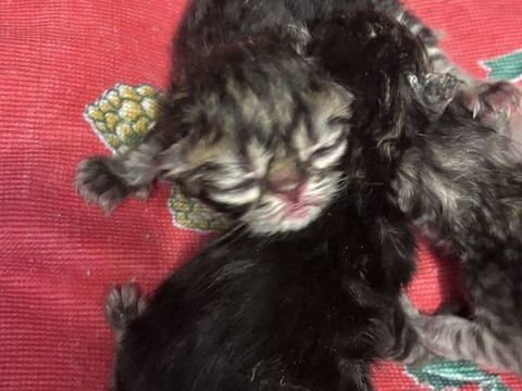 Naissance de 2 chatons persan LOOF 1000 89690 Chéroy
