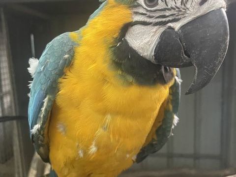 M&acirc;le ara Ararauna 2025 1400 64210 Arbonne