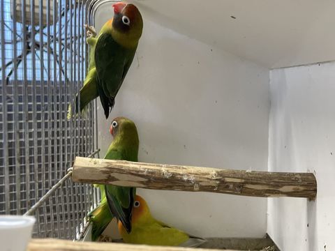 Ins&eacute;parables Nigrigenis 35 29400 Ploun�venter