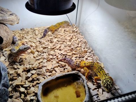 Gesko l&eacute;opard 100 72390 Le luart