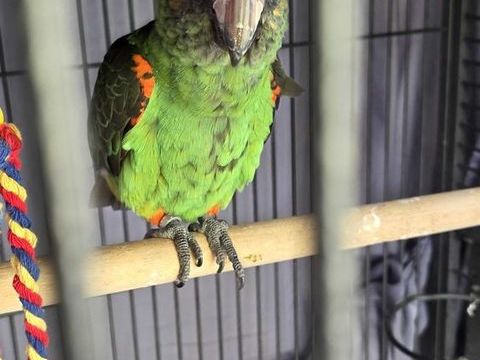 perroquet de jardine femelle 650 65390 Aurensan