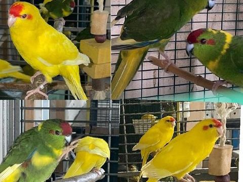 Calopsittes, perruches, Kakarikis, Omnicolore 12 65460 Bazet