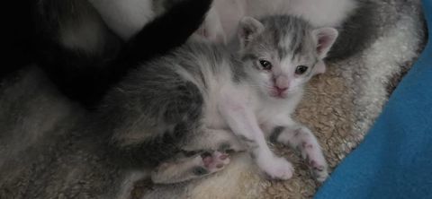 Chat BELLA &agrave; la r&eacute;servation 120 38370 Saint-clair-du-rh�ne
