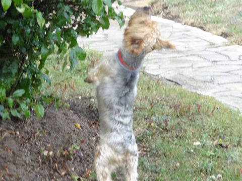 Nounou de petits chiens de moins de 15 kg 0 85300 Soullans