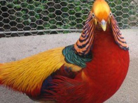 FAISANS DORES 25 29420 Plouvorn