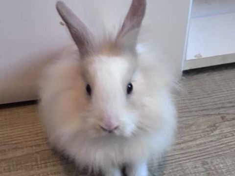 Don Lapin nain 0 91800 Brunoy