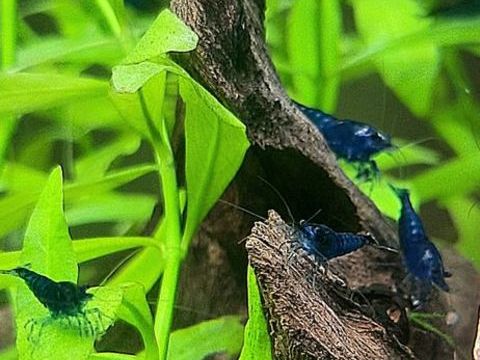 Crevette blue Velvet
3 80120 Rue