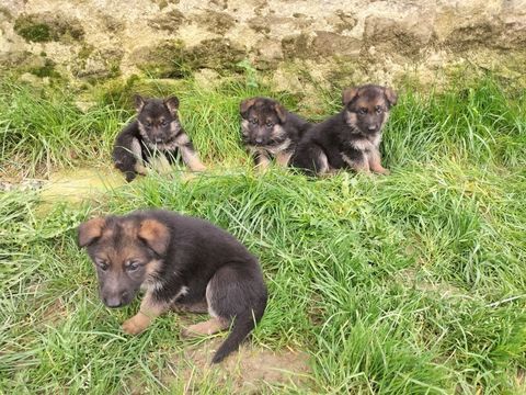 A RESERVER CHIOTS BERGER ALLEMAND 650 53150 Monts�rs